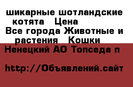 шикарные шотландские котята › Цена ­ 15 000 - Все города Животные и растения » Кошки   . Ненецкий АО,Топседа п.